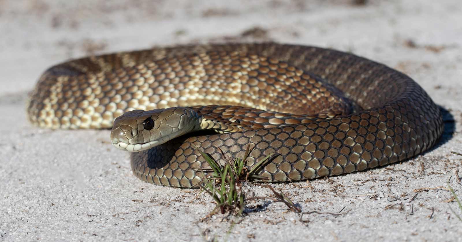 Australian Eastern Tiger Snake