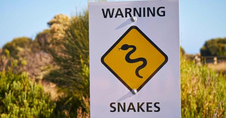 Bushwalking during snake season