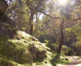 Woodlands Walk Trail Hiking Australia