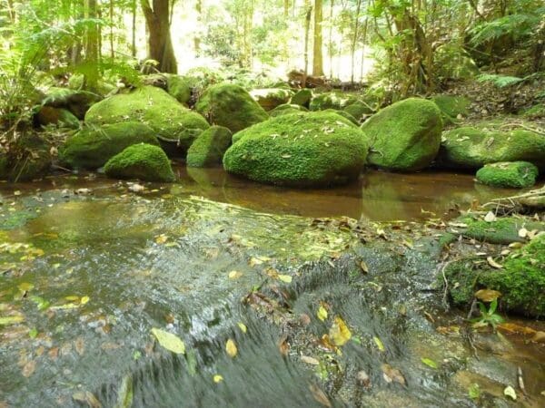 Ourimbah valley trackhead to greta road 600x450