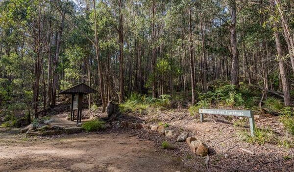 Wilderness Coast Walk (100km) Pheasants peak walking track trail hiking australia 600x352