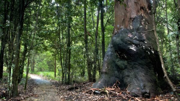 Blue Gum Loop Trail Walk (3.5km) Blue gum loop trail walk (3. 5km)