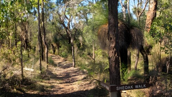 Casuarina walk (660m)