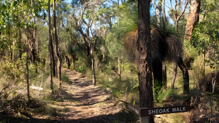 Casuarina Walk (660m) Casuarina walk (660m)