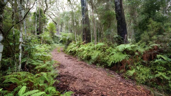 Forest walking track - gibraltar walk (3. 5km)