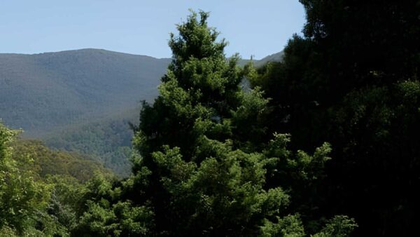 Mount donna buang - walkers creek spur hike (17. 8km)