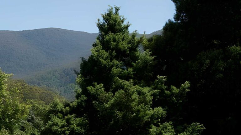 Mount donna buang - walkers creek spur hike (17. 8km)