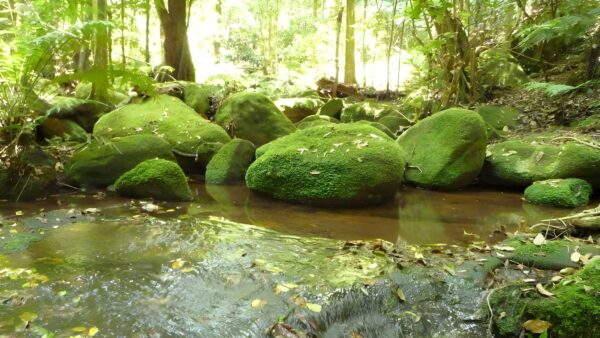 Ourimbah valley to greta road hike (15km)