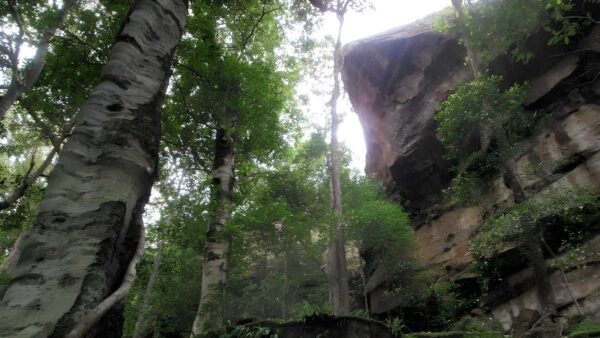Strickland falls loop trail walk (1. 8km)