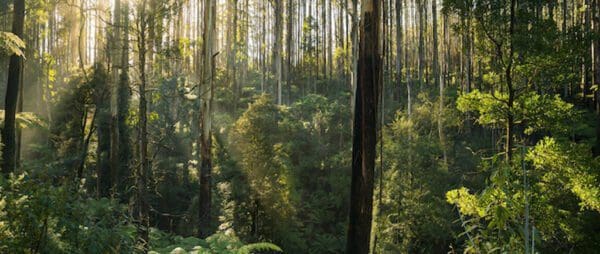 Donnellys Weir Mt St Leonard Hike (25.3km) Trail hiking morley walking track 9 4km 600x254