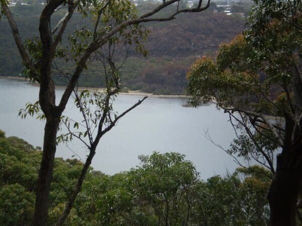 Manly dam nature trail 600x450