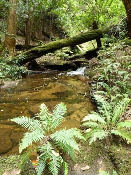Watagan headquarters to heaton lookout 450x600