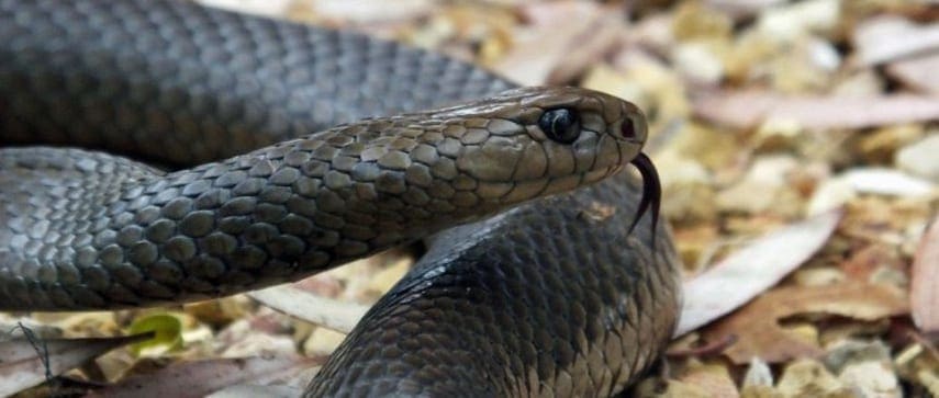 Facts about snake bites