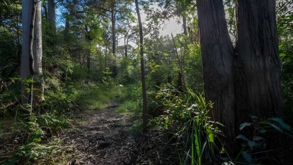 Wallumatta loop trail walk (600m)