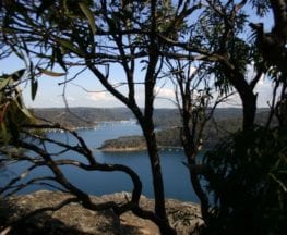 Bairne Track to Towlers Bay Lookout