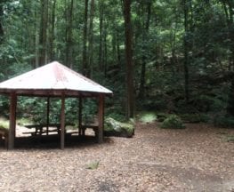 Carrington Park to Leura Forest return