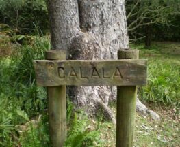 Forest Island to Calala