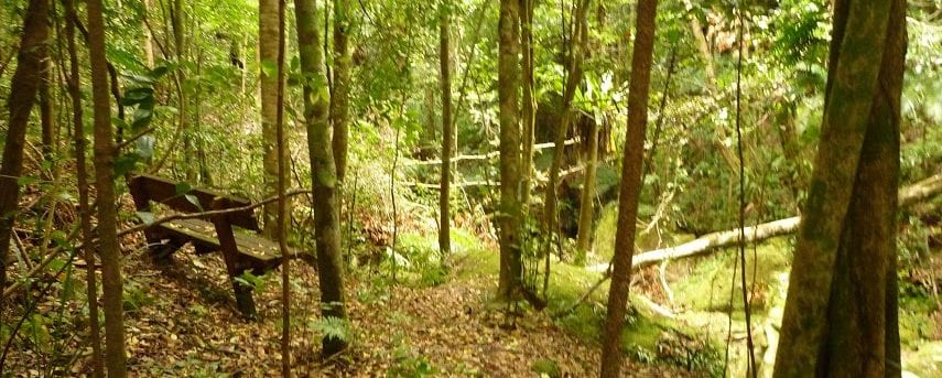 Gap Creek Rainforest Walk