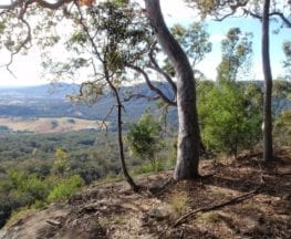 Hunter Lookout and Great North Walk loop