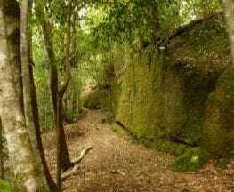 Moss Wall Walk