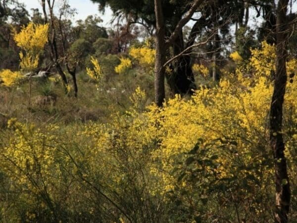 Sandhills track 600x450