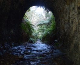 The Glow Worm Tunnel Walk