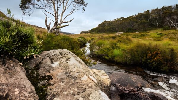 Cascade Hut Trail Walk (10km) Cascade hut trail walk (10km)