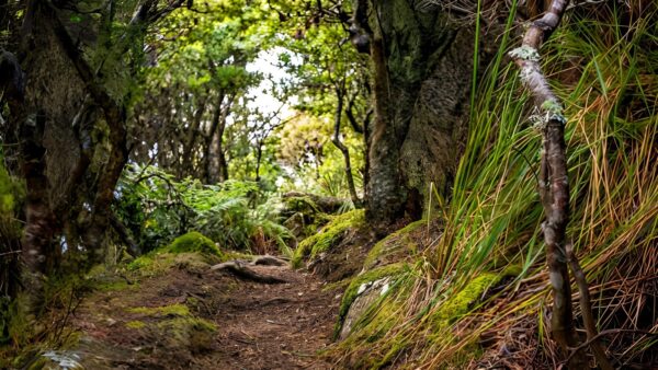 Organ pipes circuit hike (9. 5km)