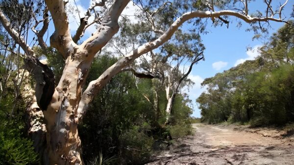Salvation loop trail walk (4km)