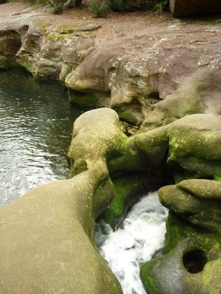 Hornsby blue gum walk 450x600