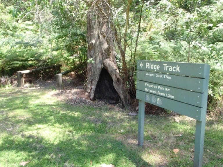 The Ridge Track Loop Walk (2.9km) The ridge track loop 768x576