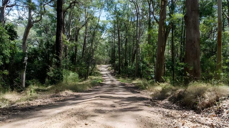Double Wharf to Whoota Lookout Cycle Loop Hike (13km) Double wharf to whoota lookout cycle loop hike (13km)
