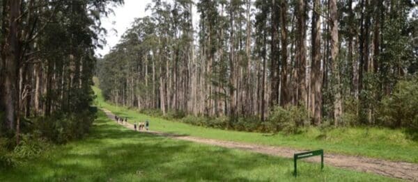 Donnellys Weir Mt St Leonard Hike (25.3km) Tanglefoot 600x262