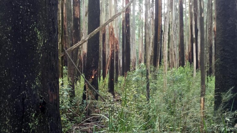 Tanglefoot track & mt st leonards hike (20. 5km)