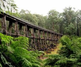 Noojee Trestle Bridge Rail Trail