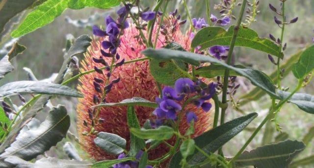 Spectacles Banksia Trail