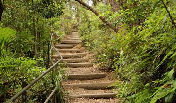 Hikes West rim walking track trail hiking australia 600x352