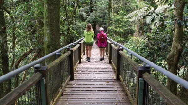 Wonga walk trail hiking australia 600x338