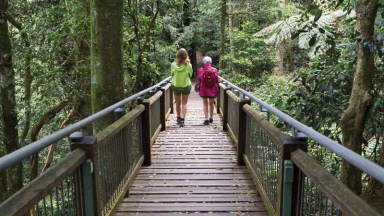 Wonga Walk (6.6km) Wonga walk trail hiking australia 768x432