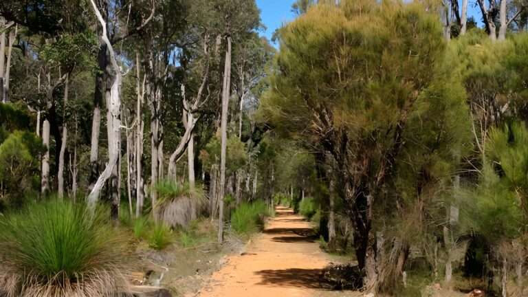 Jarrahdale Balmoral Trail Walk (11km) Jarrahdale balmoral trail walk (11km)