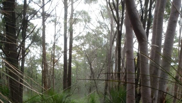Mouat Trail: Katandra to Rumbalara Walk (4.1km) Mouat trail: katandra to rumbalara walk (4. 1km)