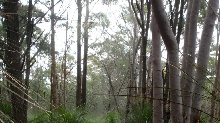 Mouat Trail: Katandra to Rumbalara Walk (4.1km) Mouat trail: katandra to rumbalara walk (4. 1km)