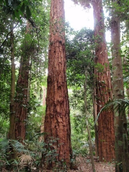 Arboretum loop trail 450x600