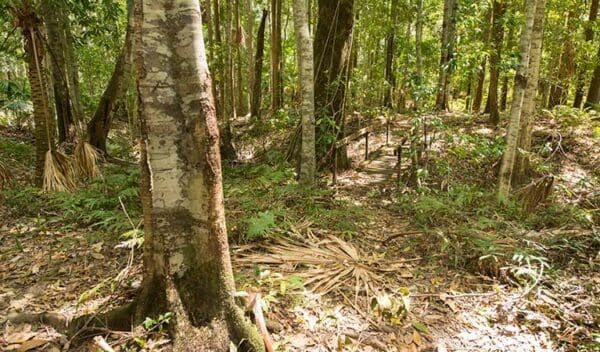 Tops to Myall Heritage Trail Walk (203km) Coachwood loop walking track trail hiking australia 600x352