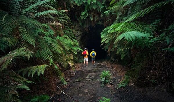 Newnes Industrial Ruins Walk (2.5km) Glow worm tunnel walking track trail hiking australia 600x352