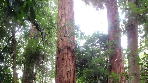 Arboretum loop trail walk (2. 3km)