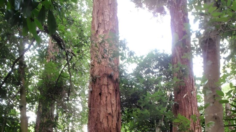 Arboretum loop trail walk (2. 3km)