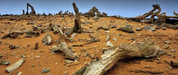 Hikes Calcified forest walk trail hiking australia 600x254