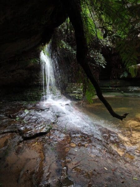 Lyrebird dell and pool of siloam circuit 450x600