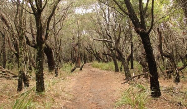 Hikes Pretty beach to snapper point walking track trail hiking australia 600x352